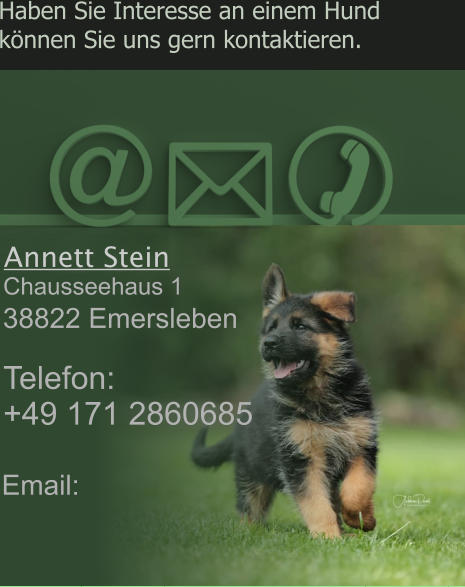 Haben Sie Interesse an einem Hund  können Sie uns gern kontaktieren.    Annett Stein Chausseehaus 1     Telefon: +49 171 2860685 38822 Emersleben      Email: